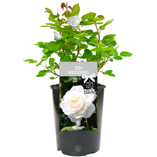 White Bush Rose - 10th Wedding Anniversary Gift