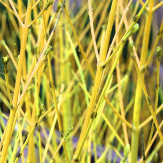 Golden-Twig Dogwood Bare Root Hedge