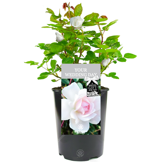 White Bush Rose - Your Wedding Day Gift