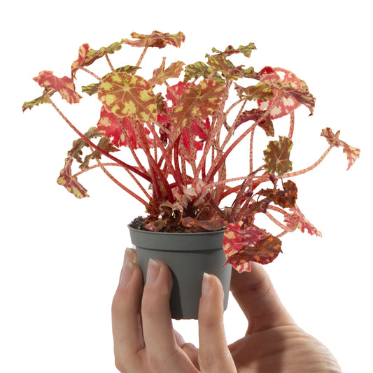 Baby Begonia rex 'Boweri Tiger'