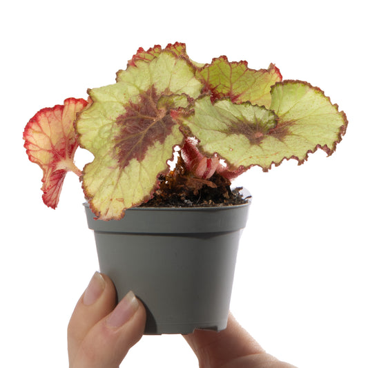 Baby Begonia rex 'Escargot'