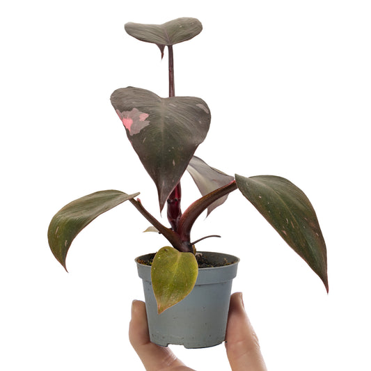 Baby Philodendron 'Pink Princess Marble'