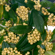 Cotoneaster 'Rothschildianus'