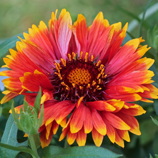 Gaillardia 'Sunset Flash'