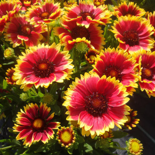 Gaillardia 'Sunset Snappy'