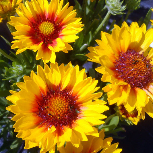 Gaillardia 'Sunset Sunrise'