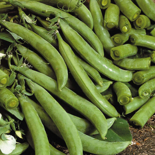 Garden Peas 'Delikett'