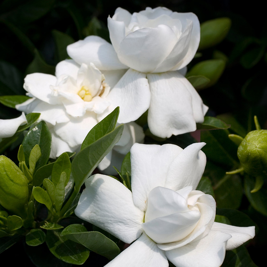 Gardenia jasminoides