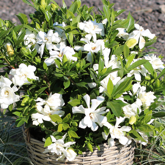 Gardenia 'Celestial Star'