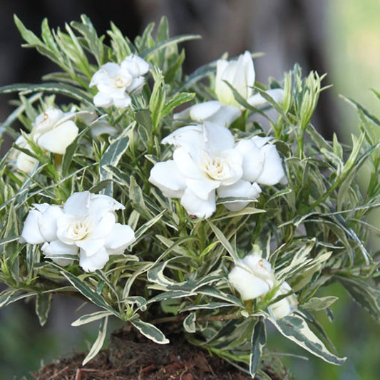 Gardenia 'Golden Crown'