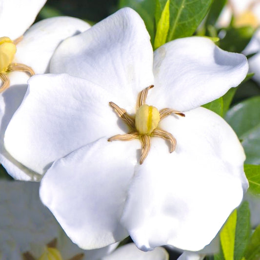 Gardenia 'Sweetheart'