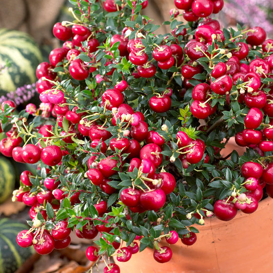 Gaultheria 'Bell's Seedling'