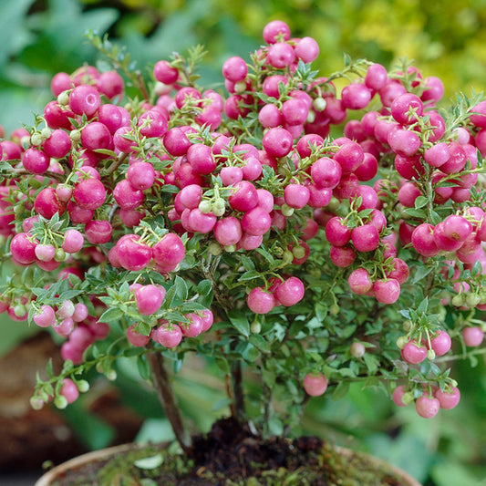 Gaultheria 'Mulberry Wine'