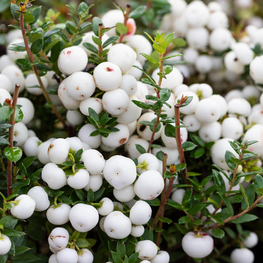 Gaultheria 'Snow White'