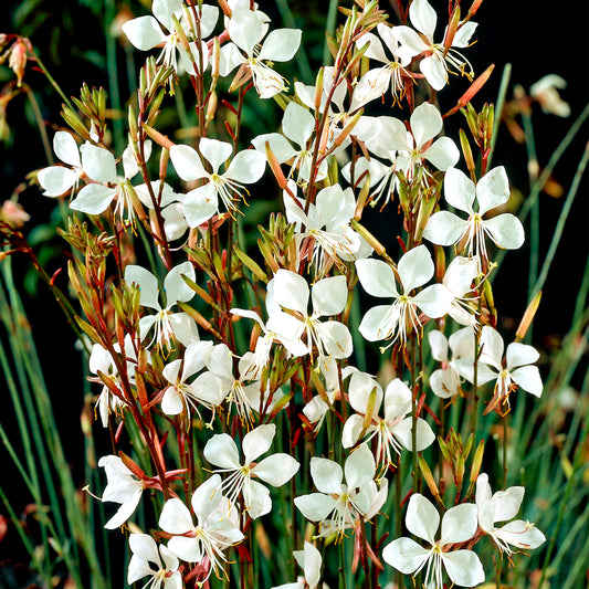 Gaura 'Whirling Butterflies'