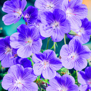 Geranium 'Brookside'