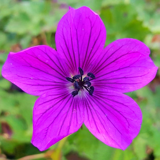 Geranium 'Hexham Velvet'