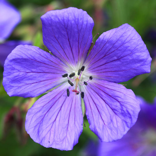 Geranium 'Johnson's Blue'