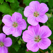 Geranium 'Mavis Simpson'