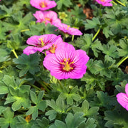 Geranium 'Rothbury Gem'