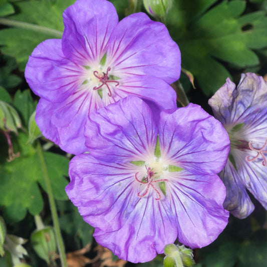 Geranium 'Azure Rush'