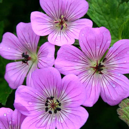 Geranium 'Bloom Time'