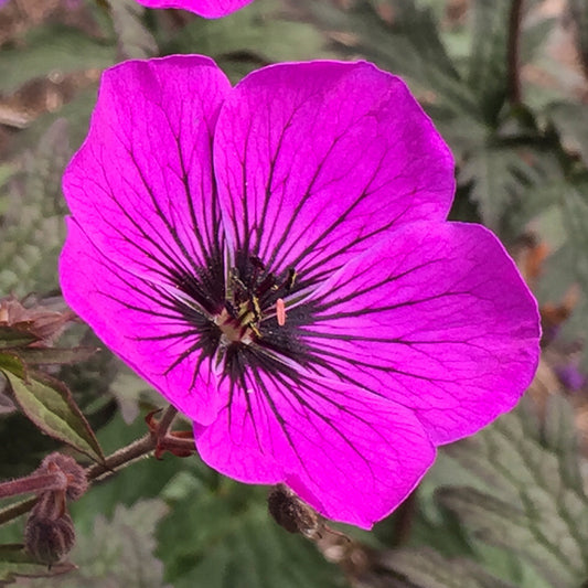 Geranium 'Dark Eyes'