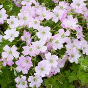 Geranium 'Dreamland'