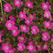 Geranium 'Orkney Cherry'