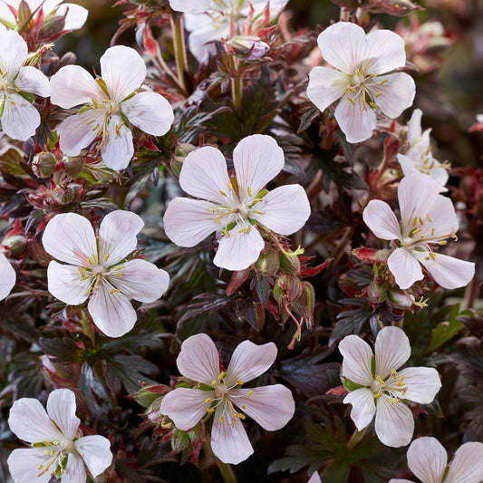 Geranium 'Black and White'