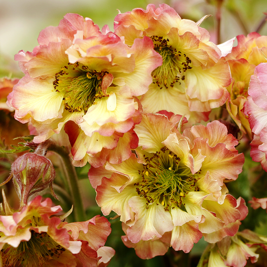 Geum 'Pretticoats Peach'