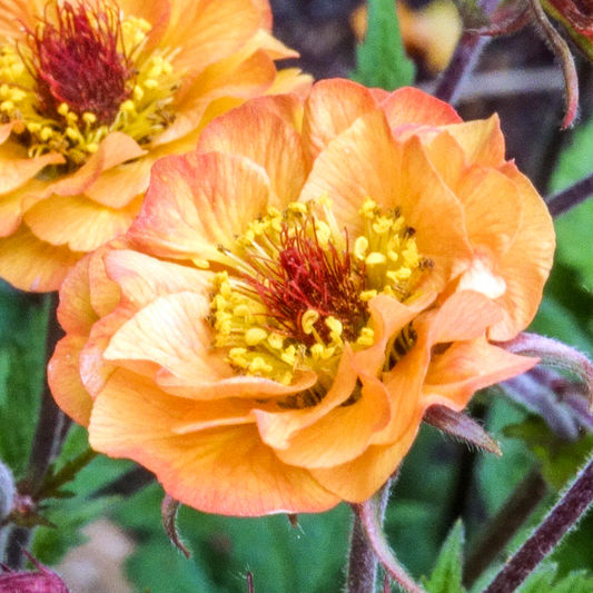 Geum 'Alabama Slammer'