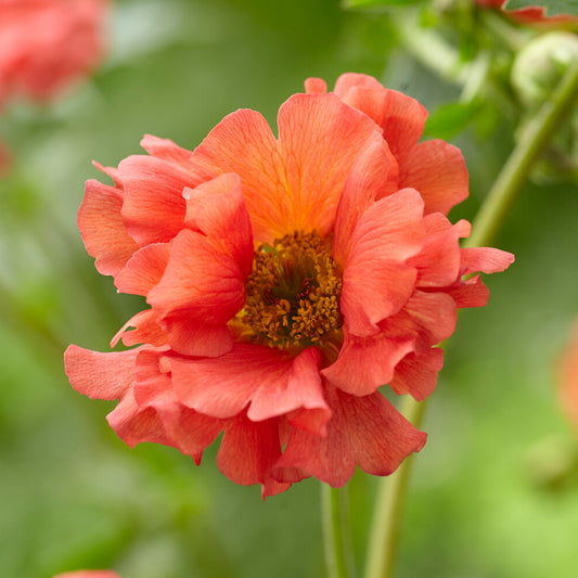 Geum 'Coral Tempest'