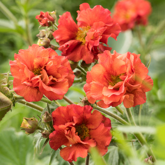 Geum 'Scarlet Tempest'