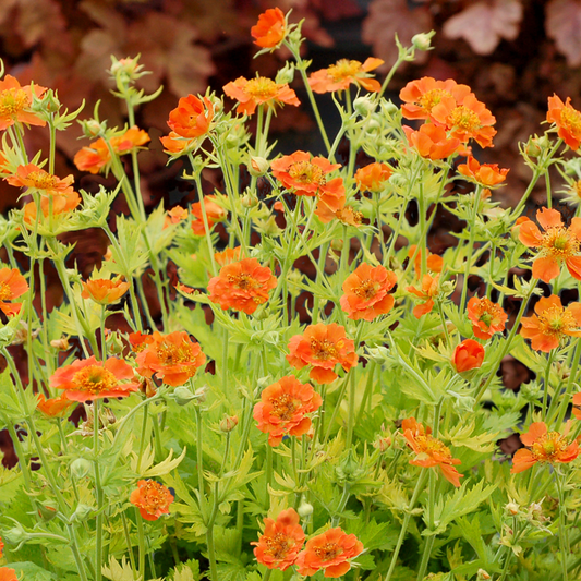 Geum 'Sunkissed Lime'