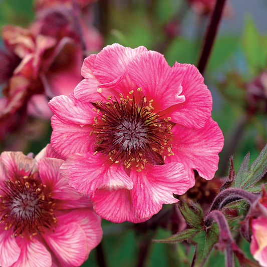 Geum 'Tempo Rose'