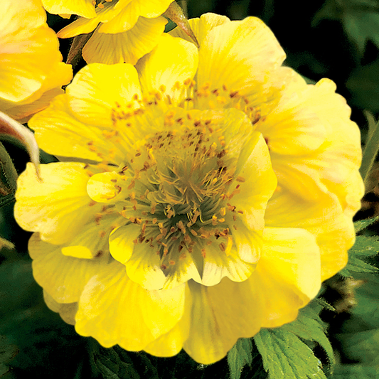 Geum 'Tempo Yellow'