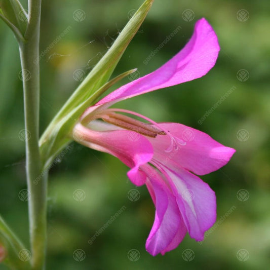 Gladiolus italicus