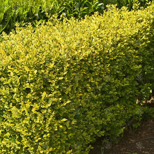 Golden Privet Bare Root Hedge