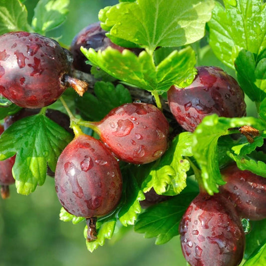 Gooseberry 'Hinnonmaki Red'