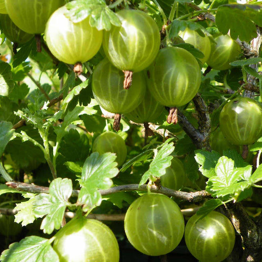 Gooseberry 'Hinnonmaki Yellow'