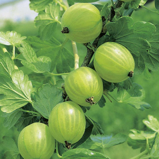 Gooseberry 'Mucurines'