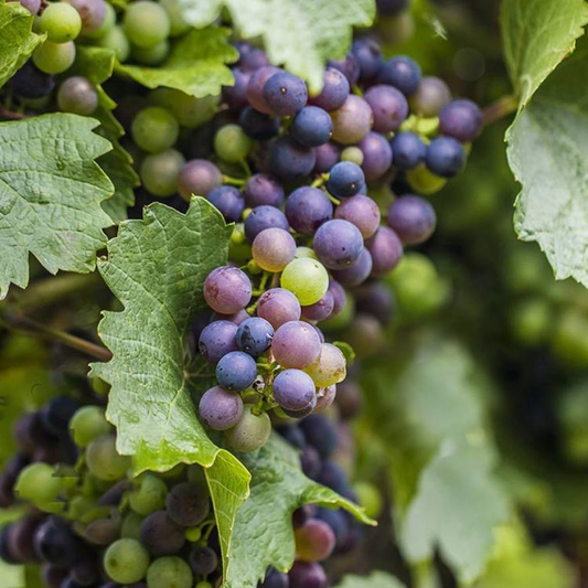 Black Grape Vine