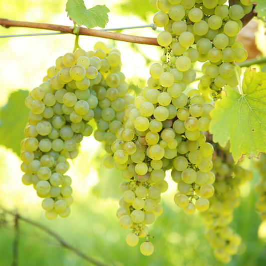 Grape 'Vroege Van Der Laan'