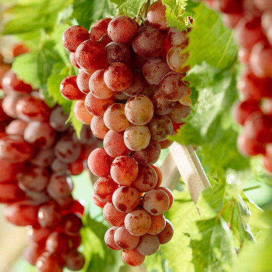 Red Grape Vine