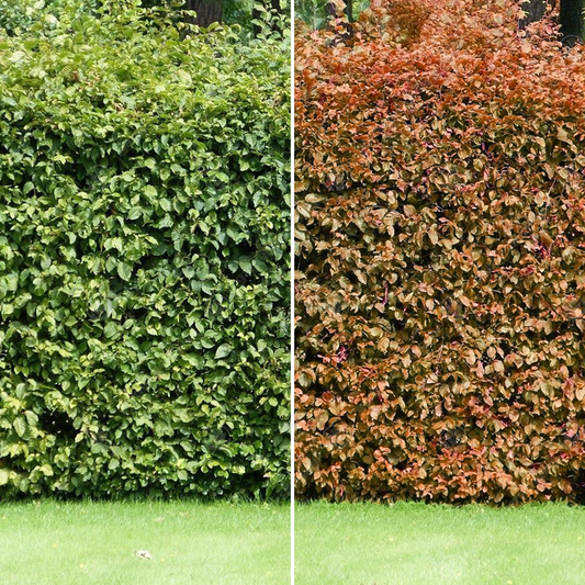 Green Beech Bare Root Hedge