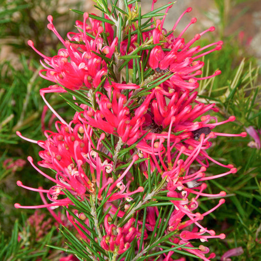 Grevillea 'Canberra Gem'