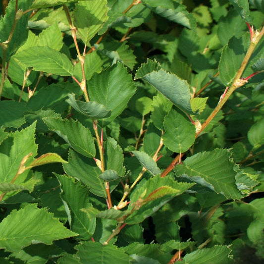 Grey Alder Bare Root Hedge