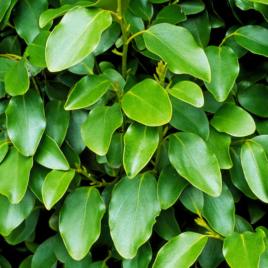 Griselinia littoralis