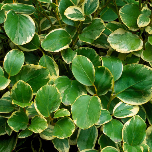 Griselinia 'Variegata'